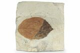 Fossil Leaf (Beringiaphyllum) - Montana #226166-1